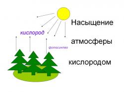 фотосинтез