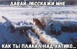 Це фіаско, братан! Собака Сіба-іну падає в струмок - відео